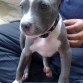 BLAXTER, PITBULL BLUE NOSE RAZOR EDGE